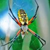 Golden Garden Spider Paint By Numbers