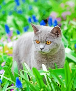 Grey Cat In A Garden Paint By Numbers