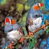 Zebra Finch Paint By Numbers