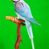 Alexandrine Parrot Paint By Numbers