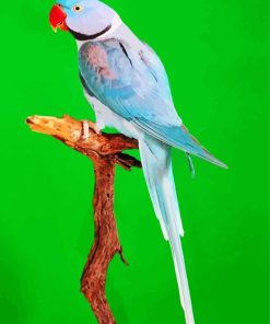 Alexandrine Parrot Paint By Numbers