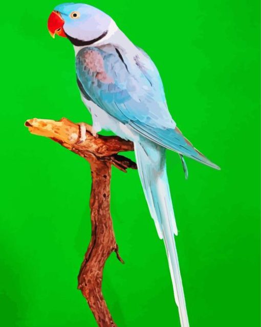 Alexandrine Parrot Paint By Numbers