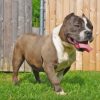 American Bully Dog Paint By Numbers
