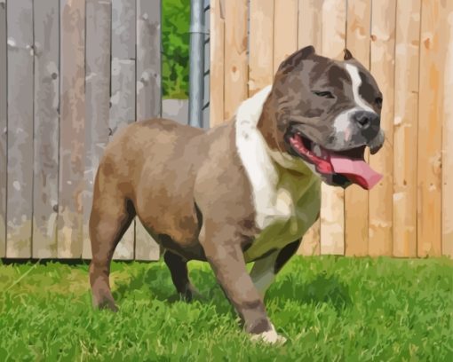 American Bully Dog Paint By Numbers