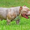 American Bully Paint By Numbers