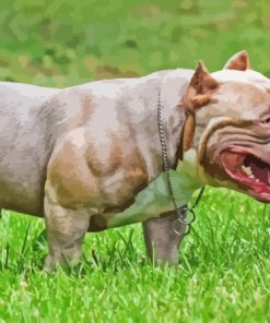 American Bully Paint By Numbers