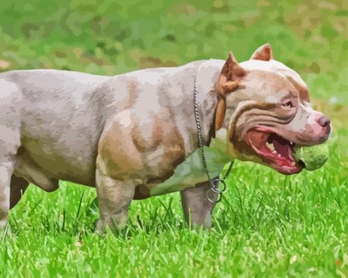 American Bully Paint By Numbers