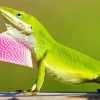 Anole Green Lizard Paint By Numbers
