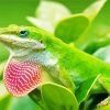 Anole Lizard Reptile Paint By Numbers