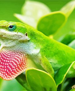 Anole Lizard Reptile Paint By Numbers