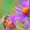 Bee On Purple Flowers Paint By Numbers