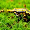Black And Yellow Salamander Reptile Paint By Numbers
