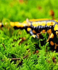 Black And Yellow Salamander Reptile Paint By Numbers