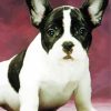 Black And White French Bulldog Paint By Numbers