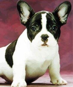 Black And White French Bulldog Paint By Numbers