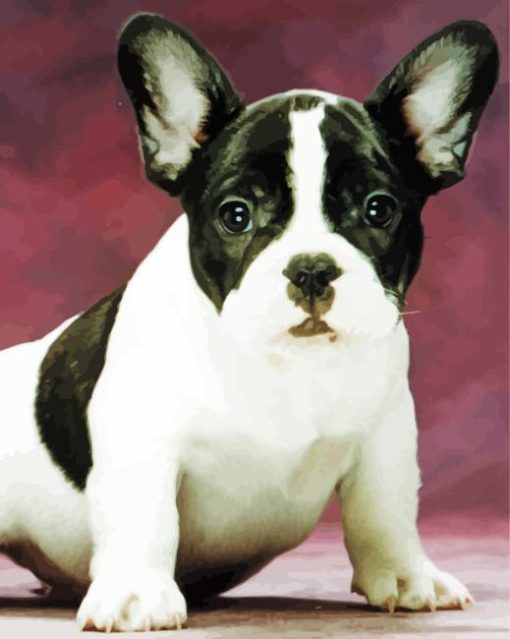 Black And White French Bulldog Paint By Numbers