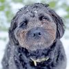 Black Goldendoodle In Snow Paint By Numbers