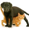 Black Lab And Cat Paint By Numbers