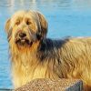 Blond Briard Paint By Numbers