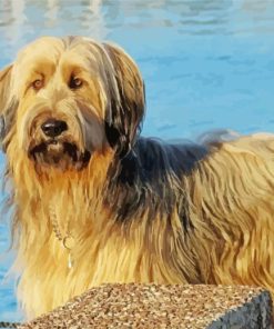 Blond Briard Paint By Numbers