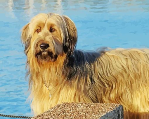 Blond Briard Paint By Numbers