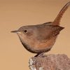 English Wren Bird Paint By Numbers