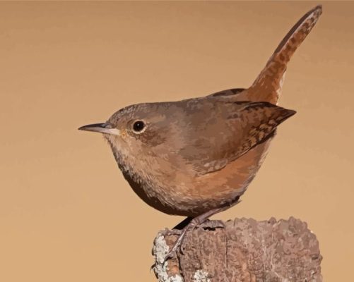 English Wren Bird Paint By Numbers