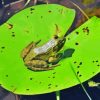 Frog On Water Lily Pad Paint By Numbers