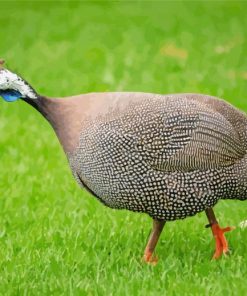 Guinea Fowls Paint By Numbers