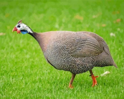 Guinea Fowls Paint By Numbers