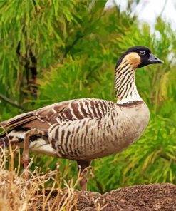 Nene Goose Paint By Numbers