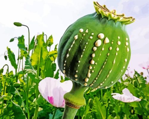 Opium In Field Paint By Numbers