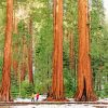 Sequoia National Forest Paint By Numbers