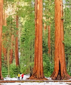 Sequoia National Forest Paint By Numbers