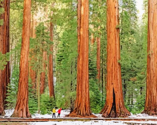 Sequoia National Forest Paint By Numbers