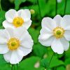 White Anemones Plants Paint By Numbers