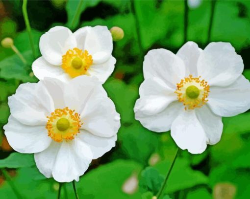 White Anemones Plants Paint By Numbers