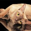 Yellow Eyes Burmese Cat Paint By Numbers