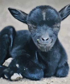 Black Baby Goat Paint By Numbers