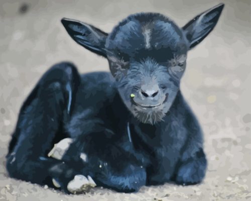 Black Baby Goat Paint By Numbers