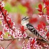 Downy Woodpecker And Blossoms Paint By Numbers
