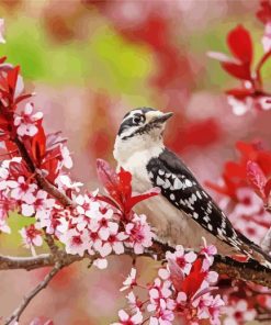 Downy Woodpecker And Blossoms Paint By Numbers