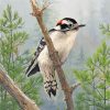 Downy Woodpecker Bird Paint By Numbers