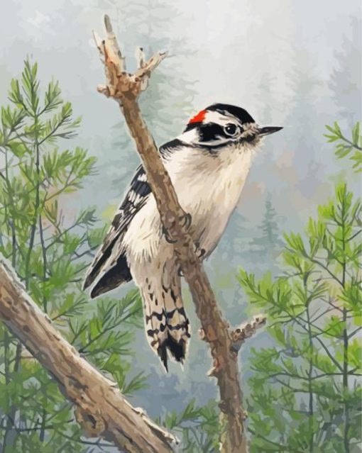 Downy Woodpecker Bird Paint By Numbers