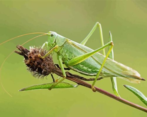 Green Grasshopper Paint By Numbers