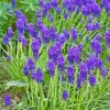 Purple Muscari Flowering Plant Paint By Numbers