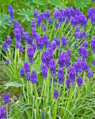 Purple Muscari Flowering Plant Paint By Numbers