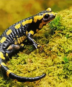 Salamander Reptile Paint By Numbers