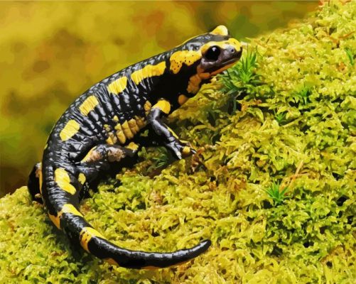 Salamander Reptile Paint By Numbers