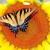Sunflower Butterfly Paint By Numbers